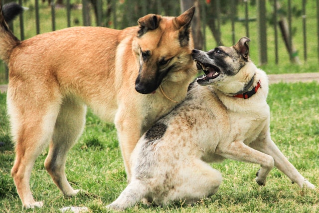 dog bite lawyer in the usa